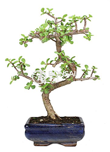 Bonsai - Árbol de Jade, 7 Años (Bonsai Sei - Portulacaria Afra)