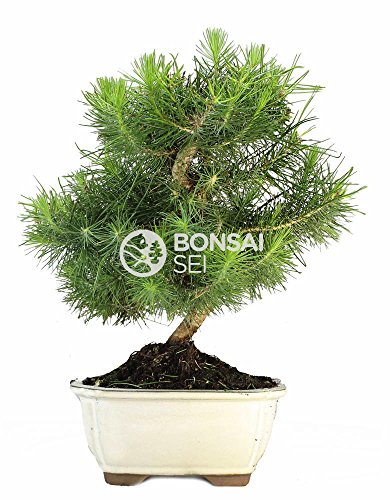 Bonsai - Pino de alepo/ Pim carrasco, 7 Años (Bonsai Sei - Pinus Halepensis)