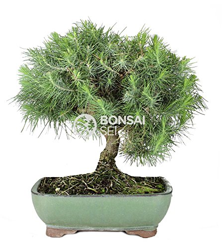 Bonsai - Pino de alepo/ Pim carrasco, 9 Años (Bonsai Sei - Pinus Halepensis)