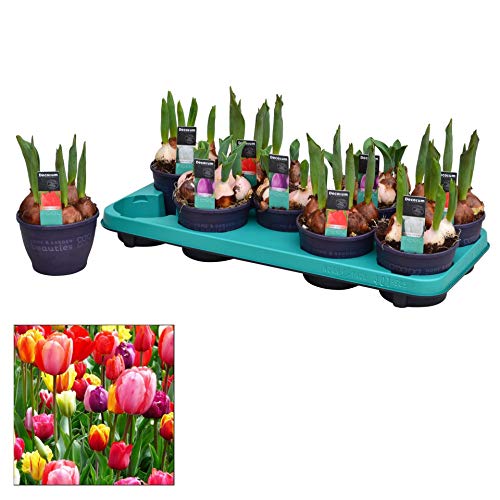 Bulbos de Tulipán 9 Unidades de Tulipanes de Colores Variados Plantas Naturales para Jardín