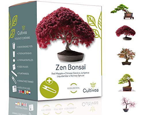 Cultivea Mini - Kit de Bonsái para cultivar - Semillas de calidad - Jardín - Idea de regalo (Arce rojo, Cercis chino, Juniperus, Liquidambar, Pícea de Noruega)
