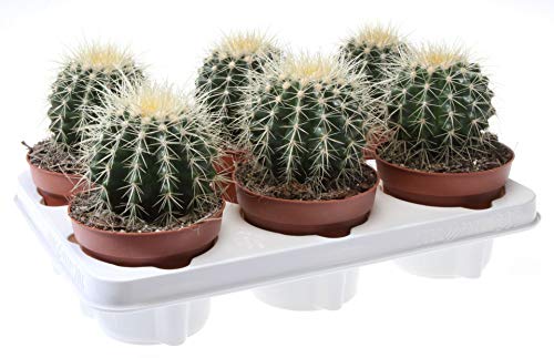 Echinocactus Grusonii 20cm Altura Maceta 12cm Cactus Asiento de Suegra, Bola de Oro, Barril de Oro o Cactus Erizo