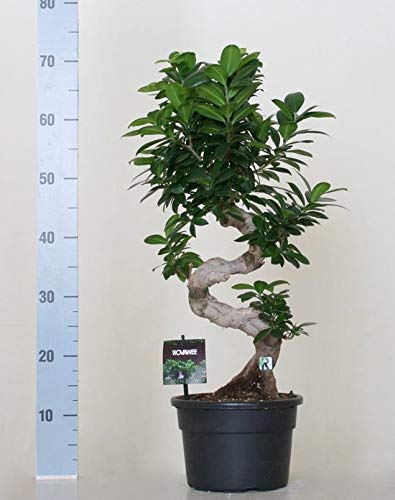 Ficus microcarpa ginseng bonsai S-model 70cm - Plantas de interior Bektas Plants