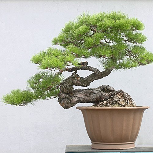 . Japoneses Negro 20 semillas de pino * Pinus thunbergii * Bonsai * * ornamental. Bonsai árbol de hoja perenne de semillas bonsai