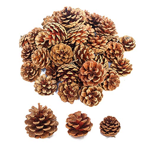 Lifreer 30 piezas de conos de pino seco natural adornos de Navidad piñas para árbol de Navidad fiesta colgante decoración DIY Artesanía - Marrón, 3 tamaños