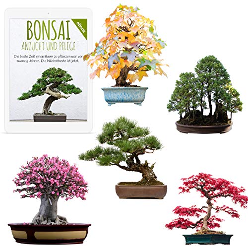 Semillas exóticas de Bonsai con alta tasa de germinación - Juego de Semillas de Plantas para su propio árbol de Bonsai (Mezcla de 5 incl. eBook GRATIS)