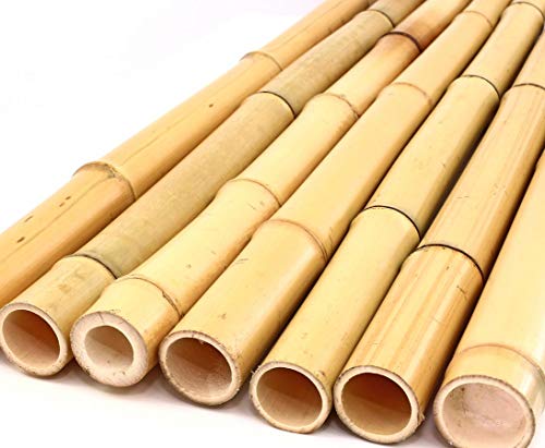 Caña de bambú amarilla, Moso, blanqueado, 2,8-3,5 cm, longitud 200 cm
