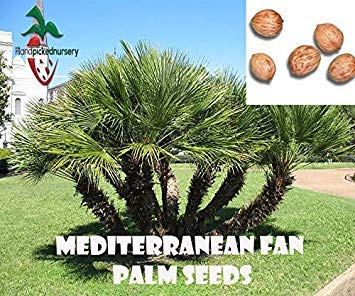 Potseed Las Semillas de germinación: 25 mediterránea de palmito (Chamaerops Semillas, humilis) de Mano escogida