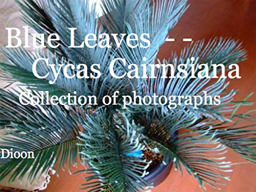Blue leaves - - Cycas Cairnsiana (English Edition)