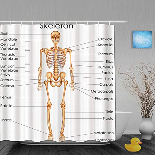 Cortina de Baño,Esqueleto Anatomía humana Sistema esquelético Diagrama del cuerpo del hombre Ciencia didáctica Sistema del cuerpo óseo,Cortinas de ducha Con 12 ganchos de plástico 180*210cm
