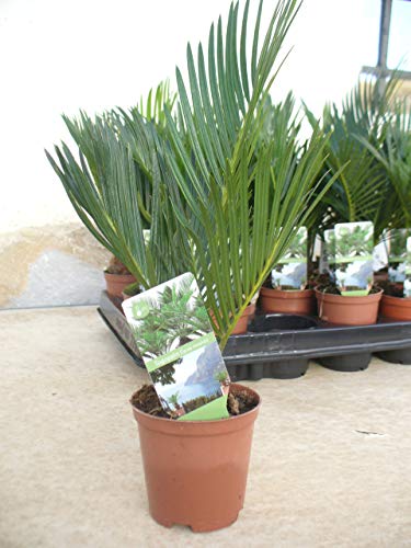 Cyca, cycas, mini, una planta/palmera mini en maceta (1)