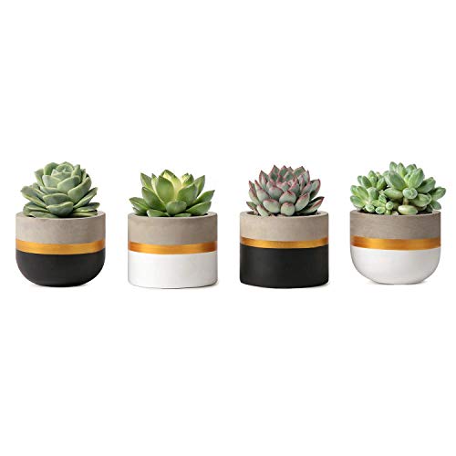Mkouo 8cm Mini Cemento Sembradora suculenta Moderno Concrete Cactus Plant Pots Small Clay Indoor Herb Window Box Container for Home and Office Decor, Conjunto de 4