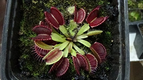 Planta Carnivora Dionaea muscipula (ATRAPAMOSQUITOS) en maceta PORTES GRATIS