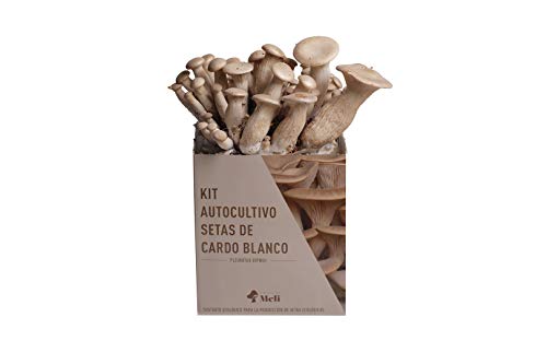 SETAS MELI | Kit Autocultivo Setas Ecologicas de Cardo Blanco | Para cultivar en casa | Crece en 10 das | Kit perfecto para regalar | Hecho en España | kit ECOLOGICO Y RECICLABLEi