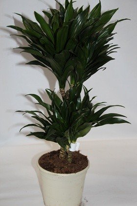 Dracena compacta (1 tronco) - Planta viva de interior