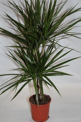 Dracena Marginata (2 troncos) - Planta viva de interior