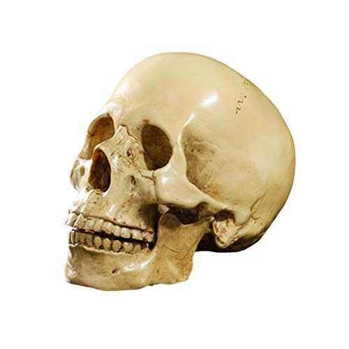 Tamaño Natural Modelo de Cráneo Humano Amarillo 1: 1 Réplica Resina Esculturas para Anatomía Médico Rastreo Enseñando Esqueleto Estatua Decoración de Halloween Regalo