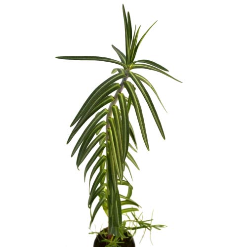 Tártago 10cm Planta Natural Euphorbia Lathyris Hierba Topera