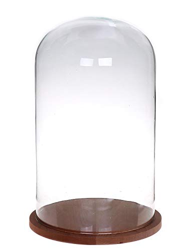 INNA-Glas Campana de Cristal HELVIN con Base de Madera, Transparente, 38cm, Ø22cm - Cúpula de Vidrio - Expositor de Cristal