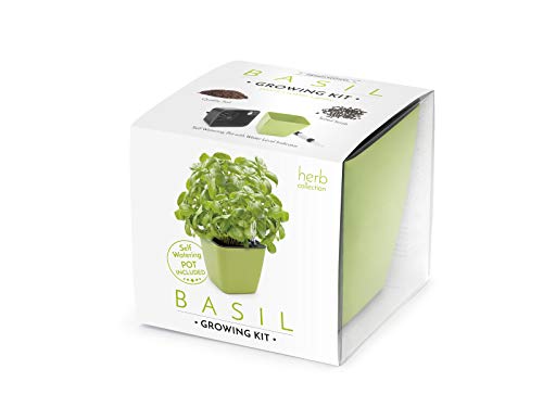Domestico Kit de ALBAHACA para cultivar, Basil Growing Kit, All-In-One Set, Hidrojardinera 13x13 cm, semillas testadas, sustrato fresco con nutrientes