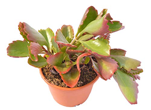 Kalanchoe sexangularis, planta crasa resistentes a la sequía