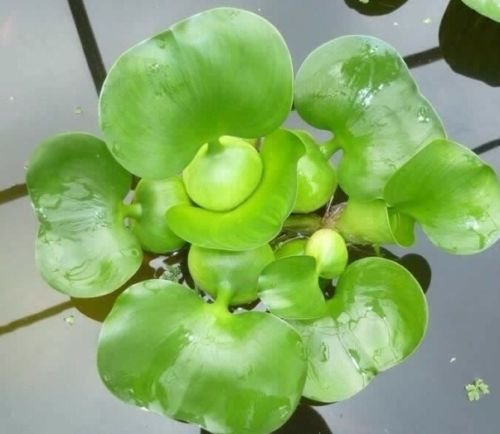 Agua hyancinth – flotante Planta estanque por Acuario Plantas Inc