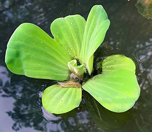 Agua Lechuga - flotante viven plantas acuáticas de exterior