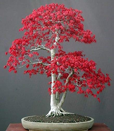 Acer palmatum - Arce japonés - bonsai - 10 semillas