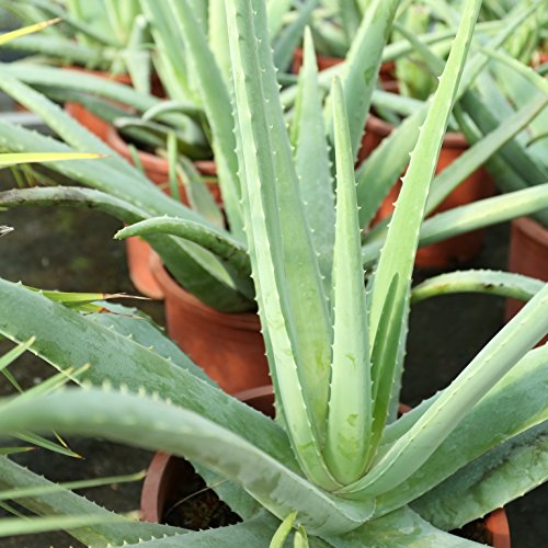 Aloe Vera Planta - Maceta 26cm. - Planta viva - (Envíos sólo a Península)