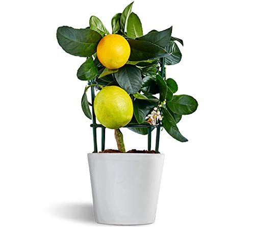 Meyer Lemon - limonero enano - cítrico de interior - planta viva - maceta 12cm
