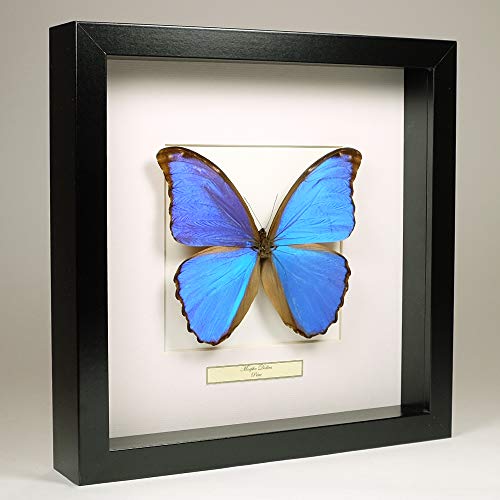 Morpho Didius - Morpho Azul Gigante - Real Mariposa Taxidermia montado bajo Vidrio en Marco de Madera Negro Hecho a Mano