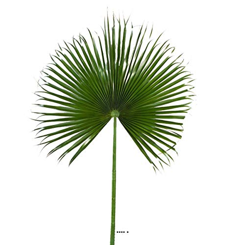 Artificielles.com – Hoja de palmera Washingtonia Artificial, 215 x 120 cm gigante