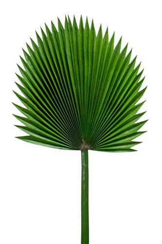 artplants.de Palmera washingtonia sintética Nawal, Verde Oscuro, 120cm - Palmera de California Artificial - Palma de plástico