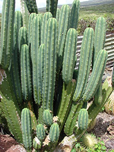 Asklepios-seeds® - 100 Semillas trichocereus pachanoi Cactus de San Pedro, wachuma, huachuma, aguacolla