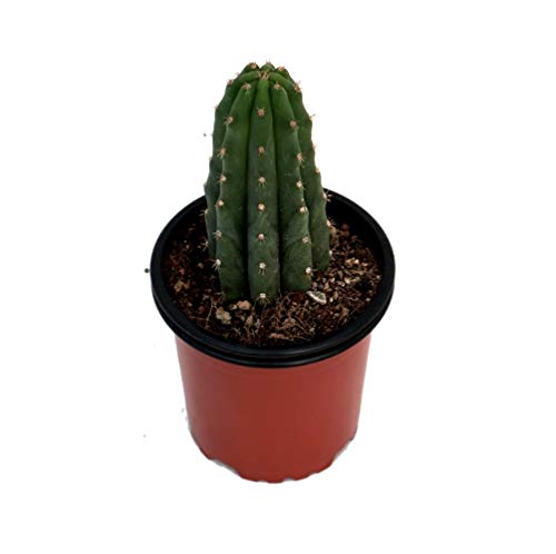 Cactus de San Pedro 10cm en Maceta Pequeña Echinopsis Pachanoi