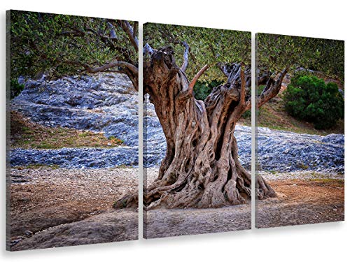 HXA Deco – Decoración de pared, cuadro decorativo, cuadro de pared, cuadro contemporáneo, múltiples paneles, tríptico de naturaleza, olivo centenario – 90 x 60 cm