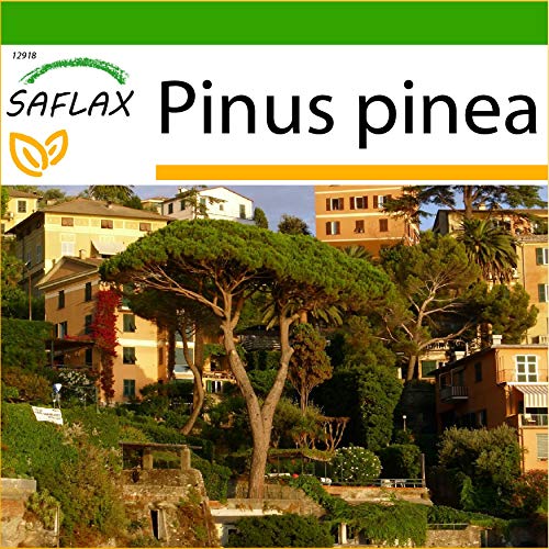 SAFLAX - Pinos piñoneros - 6 semillas - Con sustrato estéril para cultivo - Pinus pinea