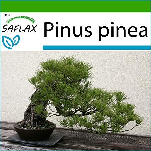 SAFLAX - Pinos piñoneros - 6 semillas - Con sustrato estéril para cultivo - Pinus pinea