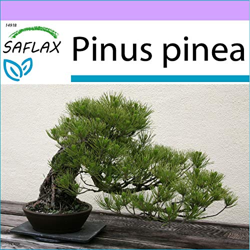 SAFLAX - Pinos piñoneros - 6 semillas - Pinus pinea