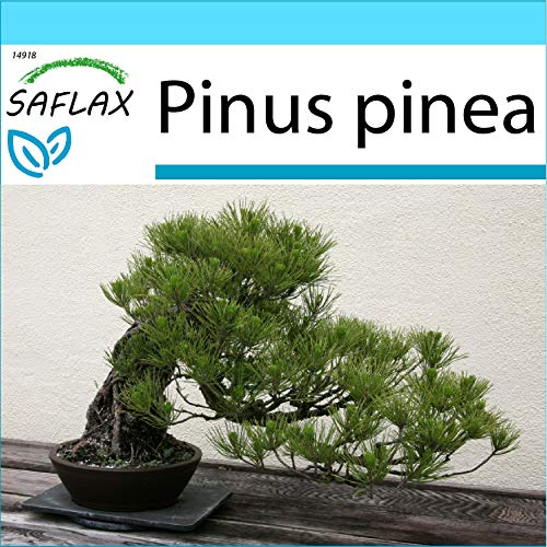 SAFLAX - Set regalo - Pinos piñoneros - 6 semillas - Con caja regalo/envío, etiqueta para envío, tarjeta de felicitación y sustrato de cultivo y fertilizante - Pinus pinea