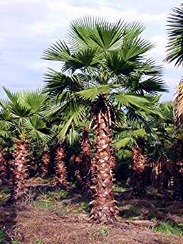 Washingtonia Robusta - Hardy Tropical Mexicana Palmera Abanico - 10 Semillas exóticas