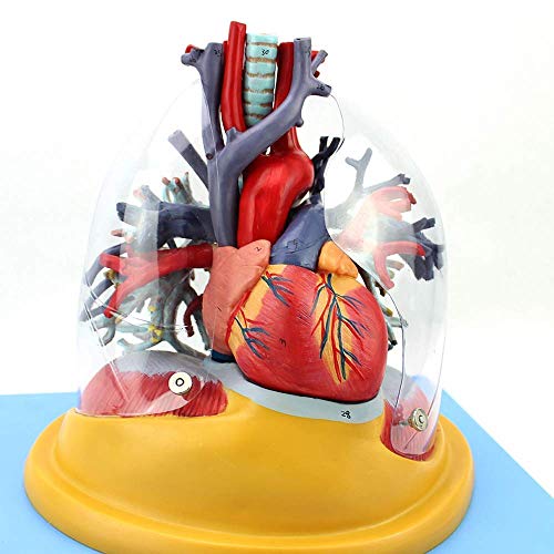 Accesorios del hogar Modelo educativo Juguetes Modelo anatómico del corazón humano Modelo del árbol traqueobronquial del pulmón del corazón humano Cirugía torácica Cardiología Medicina interna Sist