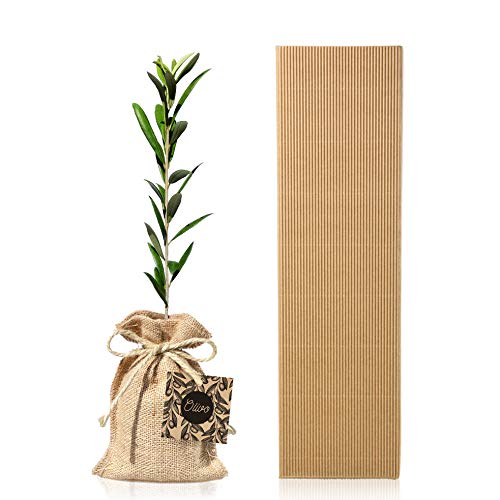 Arbol Olivo Natural 30-40 cm variedad Olea Europaea Arbequina en caja carton ondulado regalo