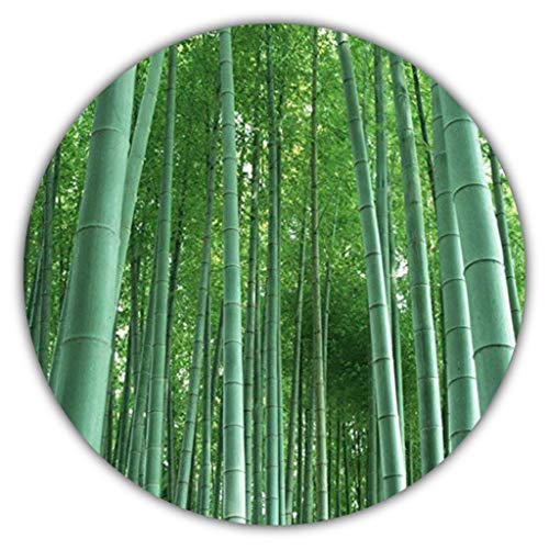 Bambú gigante (bambú) / 50 semillas/Planta de invierno/Crece 10 metros en tiempo récord/Ideal como protección visual y frente al viento