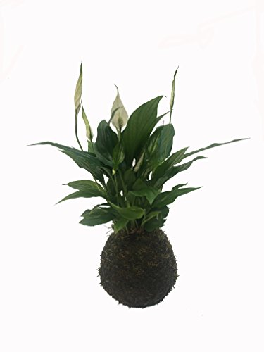 Kokedama - Kokedama Spatiphyllium - Altura aprox. 35cm. - Planta viva - (Envíos sólo a Península)