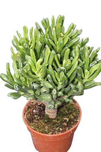 Planta de interior para la casa o la oficina - Crassula Ovata Minor - conocida como Planta del dinero ó "Árbol de Jade”.