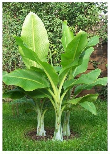 TROPICA - Tamaño Nieve plátano (Ensete glaucum syn. Ensete wilsonii) - 10 Semilla