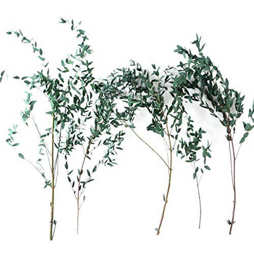 YEES Hojas de eucalipto artificiales, simulación de ramo de flores secas, flores secas, hojas de eucalipto secas, decoración natural de moda real