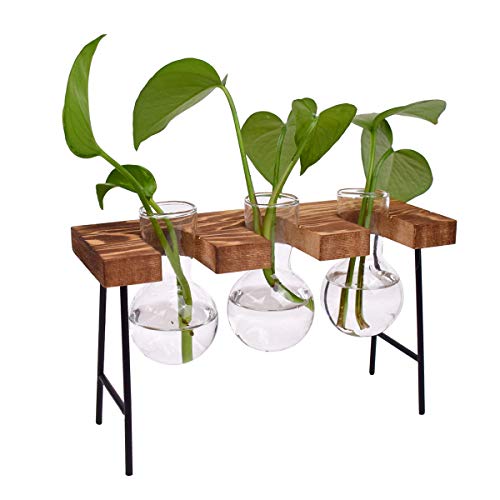 DEDC Jarrón de cristal para mesa con soporte de madera maciza retro para plantas hidropónicas, decoración de boda (3 bombillas)