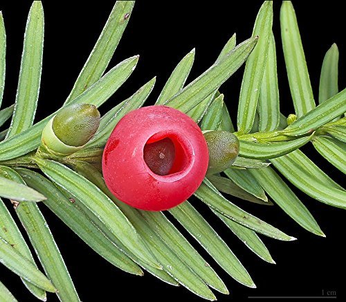 Tree Seeds Online - Taxus Baccata- Viejo Inglés Tejo - 2 Paquetes